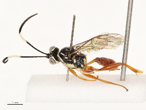  ( - CBG-B13896-F10)  @11 [ ] CreativeCommons - Attribution Share - Alike (2025) CBG Photography Group Centre for Biodiversity Genomics