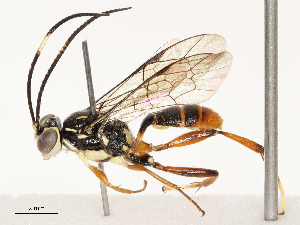  ( - CBG-B13896-H04)  @11 [ ] CreativeCommons - Attribution Share - Alike (2025) CBG Photography Group Centre for Biodiversity Genomics