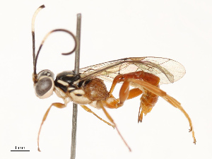  ( - CBG-B13904-F10)  @11 [ ] CreativeCommons - Attribution Share - Alike (2025) CBG Photography Group Centre for Biodiversity Genomics