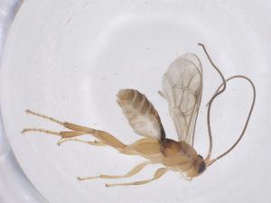  ( - CBG-B15020-D10)  @11 [ ] CreativeCommons - Attribution Share - Alike (2025) Centre for Biodiversity Genomics Centre for Biodiversity Genomics