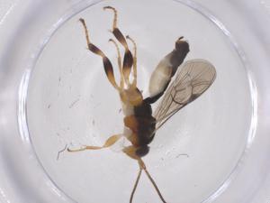  ( - CBG-B15027-F10)  @11 [ ] CreativeCommons - Attribution Share - Alike (2025) Centre for Biodiversity Genomics Centre for Biodiversity Genomics