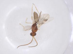  (Hormius Malaise1229 - CBG-B15041-B11)  @11 [ ] CreativeCommons - Attribution Share - Alike (2025) Centre for Biodiversity Genomics Centre for Biodiversity Genomics