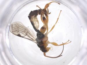  ( - CBG-B15111-E01)  @11 [ ] CreativeCommons - Attribution Share - Alike (2025) Centre for Biodiversity Genomics Centre for Biodiversity Genomics