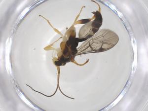  ( - CBG-B15127-G05)  @11 [ ] CreativeCommons - Attribution Share - Alike (2025) Centre for Biodiversity Genomics Centre for Biodiversity Genomics