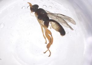  ( - CBG-B15160-F01)  @11 [ ] CreativeCommons - Attribution Share - Alike (2025) Centre for Biodiversity Genomics Centre for Biodiversity Genomics