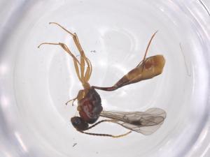  ( - CBG-B15160-H03)  @11 [ ] CreativeCommons - Attribution Share - Alike (2025) Centre for Biodiversity Genomics Centre for Biodiversity Genomics