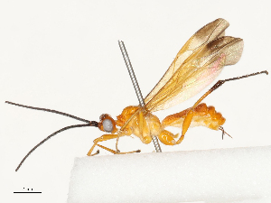  (Triraphis Malaise5261 - CBG-B15161-A06)  @11 [ ] CreativeCommons - Attribution Share - Alike (2025) CBG Photography Group Centre for Biodiversity Genomics