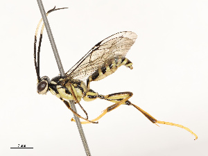  ( - CBG-B15170-E07)  @11 [ ] CreativeCommons - Attribution Share - Alike (2025) CBG Photography Group Centre for Biodiversity Genomics