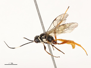  ( - CBG-B15170-F07)  @11 [ ] CreativeCommons - Attribution Share - Alike (2025) CBG Photography Group Centre for Biodiversity Genomics