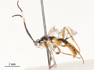  ( - CBG-B15180-C11)  @11 [ ] CreativeCommons - Attribution Share - Alike (2025) CBG Photography Group Centre for Biodiversity Genomics