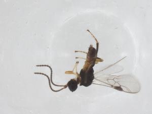  (Eubazus Malaise3910 - CBG-B15197-B08)  @11 [ ] CreativeCommons - Attribution Share - Alike (2025) Centre for Biodiversity Genomics Centre for Biodiversity Genomics