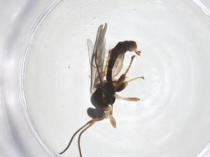  ( - CBG-B15373-H06)  @11 [ ] CreativeCommons - Attribution Share - Alike (2025) Centre for Biodiversity Genomics Centre for Biodiversity Genomics