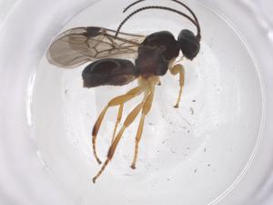  (Triaspis Malaise9923 - CBG-B15374-A12)  @11 [ ] CreativeCommons - Attribution Share - Alike (2025) Centre for Biodiversity Genomics Centre for Biodiversity Genomics