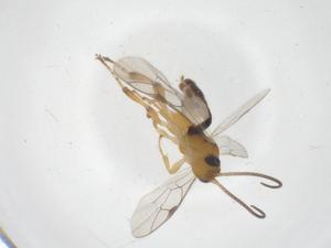  ( - CBG-B16685-G06)  @11 [ ] CreativeCommons - Attribution Share - Alike (2025) Centre for Biodiversity Genomics Centre for Biodiversity Genomics