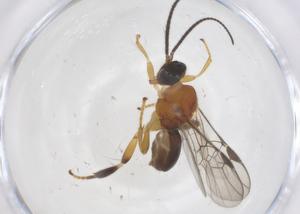  (Nealiolus Malaise2037 - CBG-B16686-D08)  @11 [ ] CreativeCommons - Attribution Share - Alike (2025) Centre for Biodiversity Genomics Centre for Biodiversity Genomics