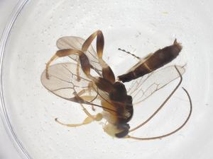  ( - CBG-B16689-H02)  @11 [ ] CreativeCommons - Attribution Share - Alike (2025) Centre for Biodiversity Genomics Centre for Biodiversity Genomics