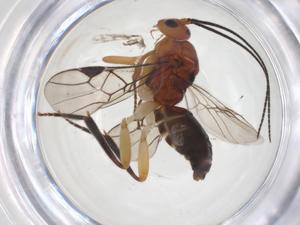  ( - CBG-B16722-A10)  @11 [ ] CreativeCommons - Attribution Share - Alike (2025) Centre for Biodiversity Genomics Centre for Biodiversity Genomics