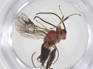  ( - CBG-B16758-G06)  @11 [ ] CreativeCommons - Attribution Share - Alike (2025) Centre for Biodiversity Genomics Centre for Biodiversity Genomics