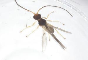  ( - CBG-B16898-D01)  @11 [ ] CreativeCommons - Attribution Share - Alike (2025) Centre for Biodiversity Genomics Centre for Biodiversity Genomics