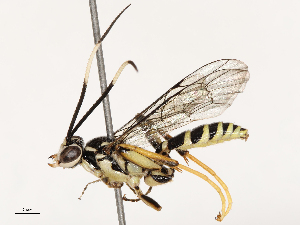  ( - CBG-B17184-A05)  @11 [ ] CreativeCommons - Attribution Share - Alike (2025) CBG Photography Group Centre for Biodiversity Genomics