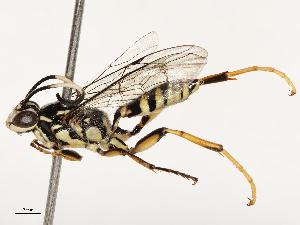  ( - CBG-B17184-A06)  @11 [ ] CreativeCommons - Attribution Share - Alike (2025) CBG Photography Group Centre for Biodiversity Genomics