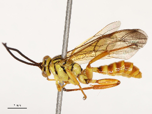  ( - CBG-B17184-A07)  @11 [ ] CreativeCommons - Attribution Share - Alike (2025) CBG Photography Group Centre for Biodiversity Genomics