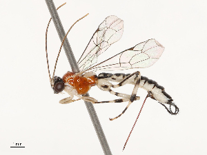  ( - CBG-B17184-C03)  @11 [ ] CreativeCommons - Attribution Share - Alike (2025) CBG Photography Group Centre for Biodiversity Genomics