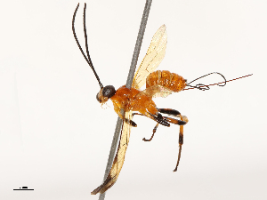  ( - CBG-B17184-C10)  @11 [ ] CreativeCommons - Attribution Share - Alike (2025) CBG Photography Group Centre for Biodiversity Genomics