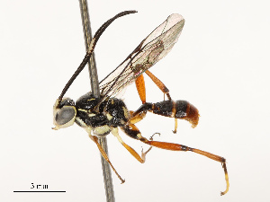  ( - CBG-B17193-G08)  @11 [ ] CreativeCommons - Attribution Share - Alike (2025) CBG Photography Group Centre for Biodiversity Genomics