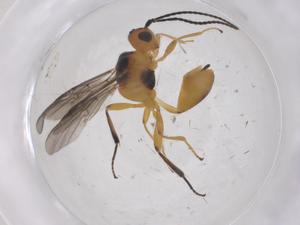  (Aridelus Malaise1426 - CBG-B17335-A08)  @11 [ ] CreativeCommons - Attribution Share - Alike (2025) Centre for Biodiversity Genomics Centre for Biodiversity Genomics