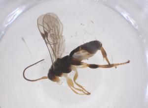  ( - CBG-B18698-C02)  @11 [ ] CreativeCommons - Attribution Share - Alike (2025) Centre for Biodiversity Genomics Centre for Biodiversity Genomics