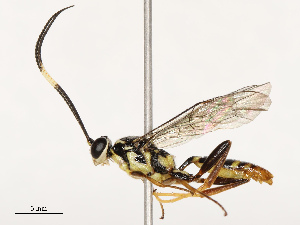  ( - CBG-B18742-A11)  @11 [ ] CreativeCommons - Attribution Share - Alike (2025) CBG Photography Group Centre for Biodiversity Genomics