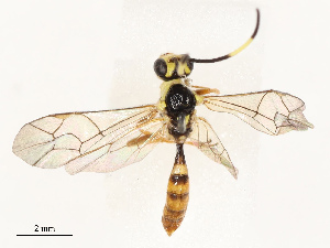  ( - CBG-B18742-C07)  @11 [ ] CreativeCommons - Attribution Share - Alike (2025) CBG Photography Group Centre for Biodiversity Genomics