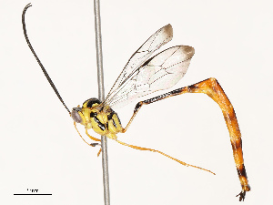  ( - CBG-B11792-H08)  @11 [ ] CreativeCommons - Attribution Share - Alike (2025) CBG Photography Group Centre for Biodiversity Genomics