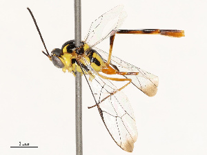  ( - CBG-B11792-H09)  @11 [ ] CreativeCommons - Attribution Share - Alike (2025) CBG Photography Group Centre for Biodiversity Genomics