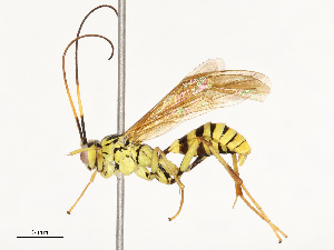  ( - CBG-B11794-E04)  @11 [ ] CreativeCommons - Attribution Share - Alike (2025) CBG Photography Group Centre for Biodiversity Genomics