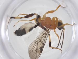  ( - CBG-B12299-C07)  @11 [ ] CreativeCommons - Attribution Share - Alike (2025) Centre for Biodiversity Genomics Centre for Biodiversity Genomics