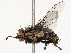  ( - CBG-B12984-B05)  @11 [ ] CreativeCommons - Attribution Share - Alike (2025) CBG Photography Group Centre for Biodiversity Genomics