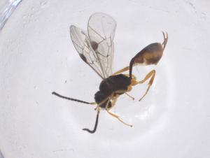  ( - CBG-B13457-F06)  @11 [ ] CreativeCommons - Attribution Share - Alike (2025) Centre for Biodiversity Genomics Centre for Biodiversity Genomics