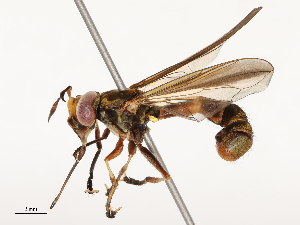  ( - CBG-B13472-D01)  @11 [ ] CreativeCommons - Attribution Share - Alike (2025) CBG Photography Group Centre for Biodiversity Genomics