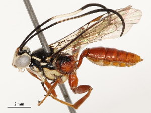  ( - CBG-B13562-B05)  @11 [ ] CreativeCommons - Attribution Share - Alike (2025) CBG Photography Group Centre for Biodiversity Genomics