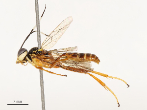  ( - CBG-B13562-F12)  @11 [ ] CreativeCommons - Attribution Share - Alike (2025) CBG Photography Group Centre for Biodiversity Genomics