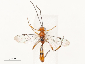  ( - CBG-B13563-B11)  @11 [ ] CreativeCommons - Attribution Share - Alike (2025) CBG Photography Group Centre for Biodiversity Genomics