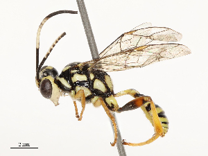  ( - CBG-B13572-B06)  @11 [ ] CreativeCommons - Attribution Share - Alike (2025) CBG Photography Group Centre for Biodiversity Genomics