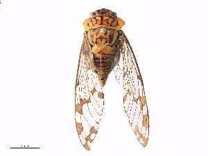  ( - CBG-B13790-A12)  @11 [ ] CreativeCommons - Attribution Share - Alike (2025) CBG Photography Group Centre for Biodiversity Genomics