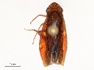  ( - CBG-B13790-B04)  @11 [ ] CreativeCommons - Attribution Share - Alike (2025) CBG Photography Group Centre for Biodiversity Genomics