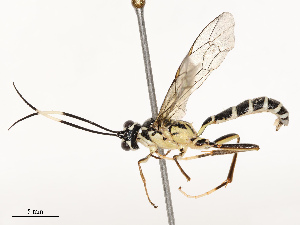  ( - CBG-B13795-B11)  @11 [ ] CreativeCommons - Attribution Share - Alike (2025) CBG Photography Group Centre for Biodiversity Genomics