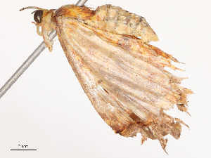  (Eois nucula - CBG-B13805-A07)  @11 [ ] CreativeCommons - Attribution Share - Alike (2025) CBG Photography Group Centre for Biodiversity Genomics