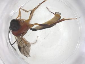  ( - CBG-B13821-A01)  @11 [ ] CreativeCommons - Attribution Share - Alike (2025) Centre for Biodiversity Genomics Centre for Biodiversity Genomics