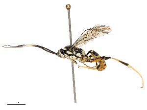  ( - CBG-B14226-C04)  @11 [ ] CreativeCommons - Attribution Share - Alike (2025) CBG Photography Group Centre for Biodiversity Genomics